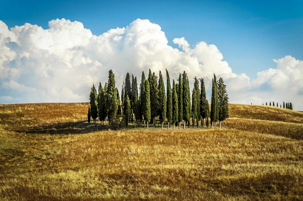 Hügellandschaften sind charakteristisch für die Toskana. Foto: Ralf Zöllner