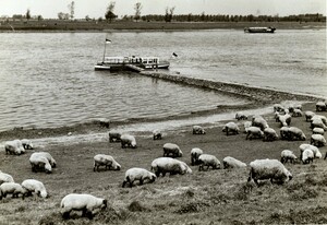 Eine Fähre am Anleger am Rheinufer, auf der Wiese davor eine Herde Schafe