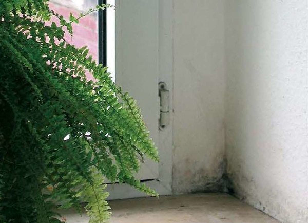 Nicht schön anzusehen und ungesund: Schimmelecken in Wohnungen. Foto: EnergieAgentur NRW