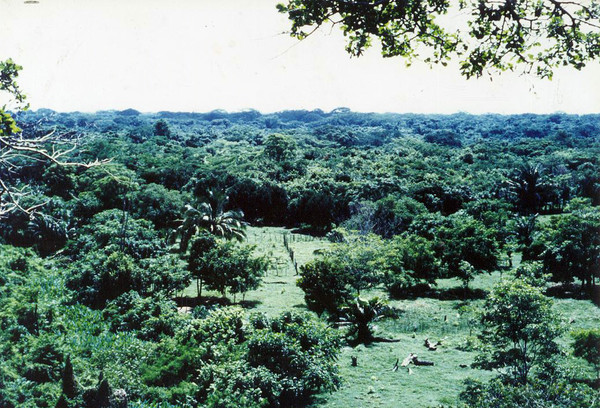 Das Naturschutzgebiet El Garcero ist durch das Aufforstungsprojekt der Organisation Fundación Neotrópicos entstanden. Foto: Fundación Neotrópicos