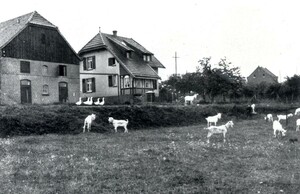 Bild in schwarz-weiß: die Ziegenzuchtstation, vor eine Weide mit vielen weißen Ziegen