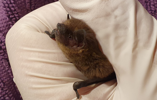 Zwerg-Fledermaus Thea lebt in Monheim am Rhein. Foto: Frank Gennes 