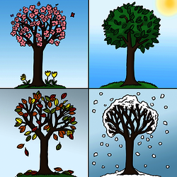 Leichte Sprache Bild: Ein Baum im Wandel der Jahreszeiten