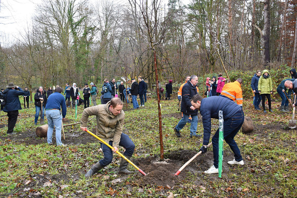 BSM-Geschäftsführer Frank Niggemeier-Oliva (r.) hatte für die Bahnen der Stadt Monheim gleich vier Bäume einzusetzen und bekam vom Bürgermeister Hilfe. Foto(s): Thomas Spekowius