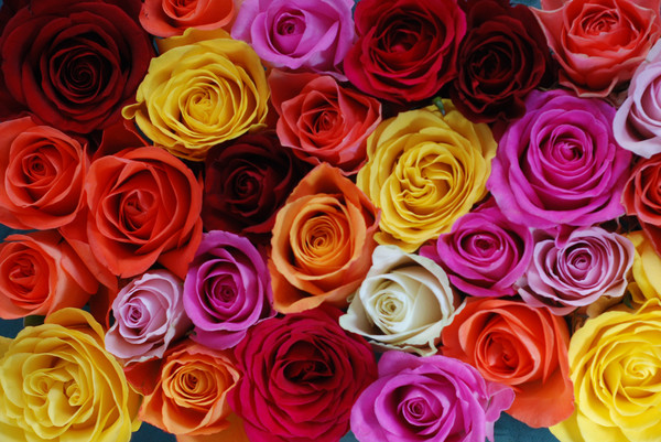 Beim Frauentag am 8. März werden im Ratssaal auch fair gehandelte Rosen verteilt. Foto: Fairtrade / Kate Fishpool