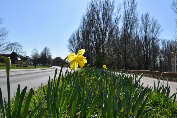 Die Osterglocken blühen unter anderem entlang der Kapellenstraße auf der Seite des Landschaftsparks Rheinbogen. Foto: Birte Hauke